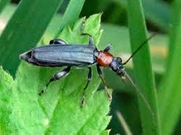 Attēlu rezultāti vaicājumam “Oedemera croceicollis”