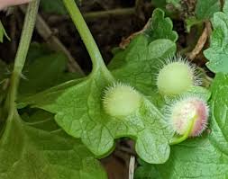 Attēlu rezultāti vaicājumam “Liposthenes glechomae”