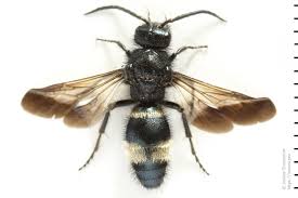 Attēlu rezultāti vaicājumam “Mutilla europaea”