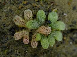 Attēlu rezultāti vaicājumam “Marchantiopsida”