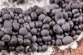 Attēlu rezultāti vaicājumam “Diderma spumarioides macro”