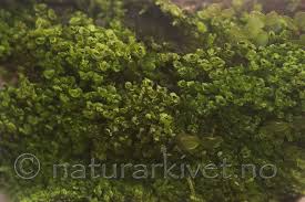 Attēlu rezultāti vaicājumam “Scapania apiculata”