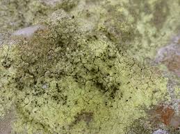 Attēlu rezultāti vaicājumam “Microcalicium disseminatum”