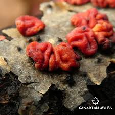 Attēlu rezultāti vaicājumam “Peniophora rufa”