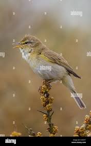 Attēlu rezultāti vaicājumam “Phylloscopus trochilus”