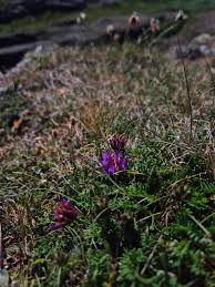 Attēlu rezultāti vaicājumam “Astragalus danicus flower”