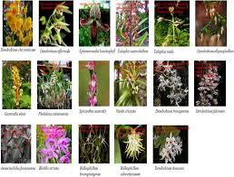 Attēlu rezultāti vaicājumam “Chrysotoxum sp.”