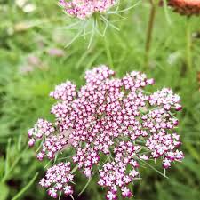 Image result for Daucus carota
