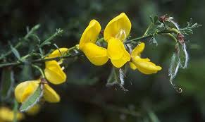 Attēlu rezultāti vaicājumam “Cytisus scoparius flower”