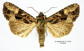 Attēlu rezultāti vaicājumam “Apamea remissa”