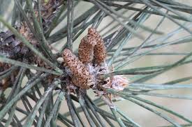 Attēlu rezultāti vaicājumam “Pinus nigra”