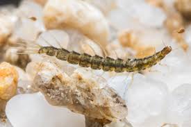 Attēlu rezultāti vaicājumam “Gyrinidae”