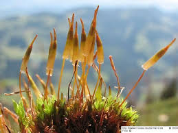 Attēlu rezultāti vaicājumam “Encalypta”