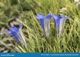 Attēlu rezultāti vaicājumam “Gentiana pneumonanthe flower”