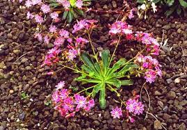 Image result for Bitterwurz