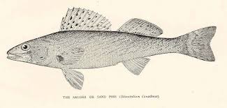 Image result for Sander canadensis