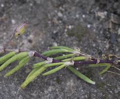 Attēlu rezultāti vaicājumam “Spergularia marina bud”