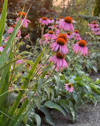 Image result for Echinacea purpurea