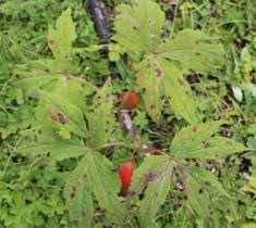 Attēlu rezultāti vaicājumam “Podophyllum hexandrum”