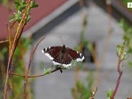 Attēlu rezultāti vaicājumam “Nymphalis antiopa upperside”