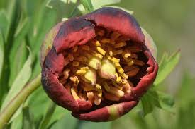 Attēlu rezultāti vaicājumam “Paeoniaceae”