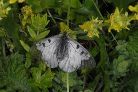 Attēlu rezultāti vaicājumam “Parnassius mnemosyne underside”