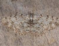 Attēlu rezultāti vaicājumam “Aethalura punctulata”