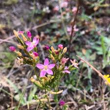 Attēlu rezultāti vaicājumam “Centaurium littorale”