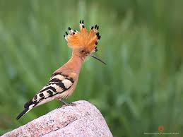 Attēlu rezultāti vaicājumam “Upupa epops”