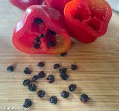 Afbeeldingsresultaat voor red rocoto hot pepper