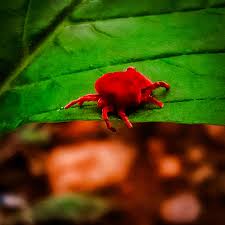 Attēlu rezultāti vaicājumam “Trombidiidae”