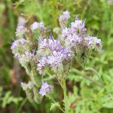 Attēlu rezultāti vaicājumam “Phacelia tanacetifolia flower”