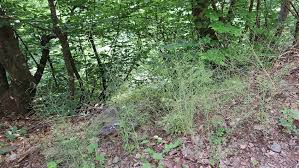 Attēlu rezultāti vaicājumam “Cardaminopsis arenosa fruit”