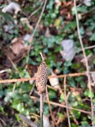 Attēlu rezultāti vaicājumam “Diastrophus rubi”