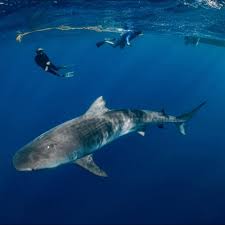 Image result for Galeocerdo cuvier