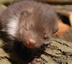 Attēlu rezultāti vaicājumam “Martes foina”