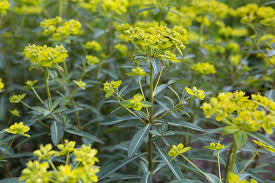 Attēlu rezultāti vaicājumam “Euphorbia palustris fruit”