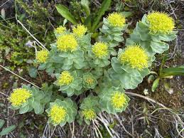 Attēlu rezultāti vaicājumam “Rhodiola rosea flower”