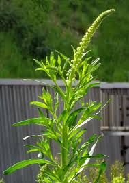 Image result for Reseda luteola
