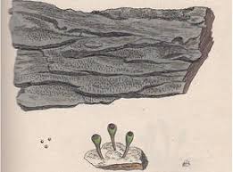 Attēlu rezultāti vaicājumam “Chaenotheca chlorella”