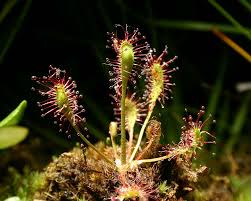 Attēlu rezultāti vaicājumam “Drosera x obovata”