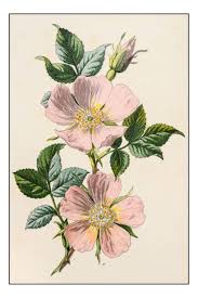 Attēlu rezultāti vaicājumam “Rosa canina”