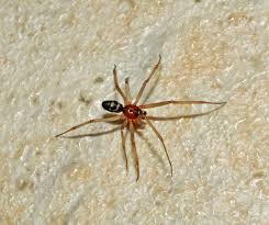 Attēlu rezultāti vaicājumam “Steatoda grossa”