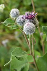 Attēlu rezultāti vaicājumam “Arctium lappa leaf”
