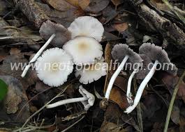 Attēlu rezultāti vaicājumam “Psathyrella sp.”