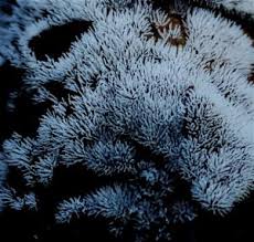 Attēlu rezultāti vaicājumam “Ceratiomyxa porioides plasmodium”