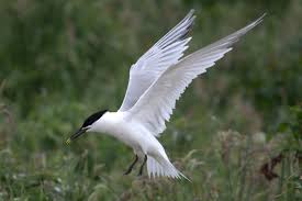 Attēlu rezultāti vaicājumam “Sterna sandvicensis adult”