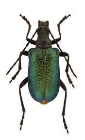 Attēlu rezultāti vaicājumam “Gaurotes virginea”