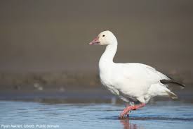 Attēlu rezultāti vaicājumam “Anseriformes”