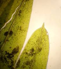 Attēlu rezultāti vaicājumam “Fissidens bryoides sporophyte”